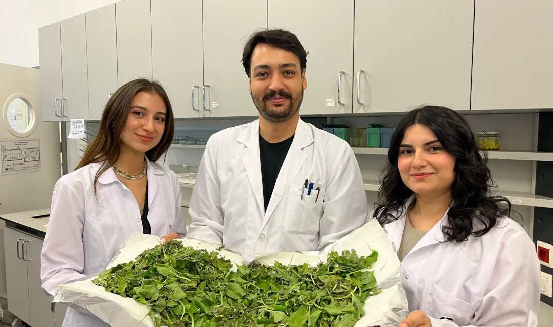 BİLGİ Üniversitesi Öğrencilerinden Antibiyotik Direncine Karşı Doğal Umut: Sinir Otu İstanbul Bilgi Üniversitesi öğrencileri, sinir otu bitkisinin antibiyotiklerle birlikte kullanıldığında