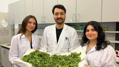 İstanbul Bilgi Üniversitesi öğrencileri, sinir otu bitkisinin antibiyotiklerle birlikte kullanıldığında