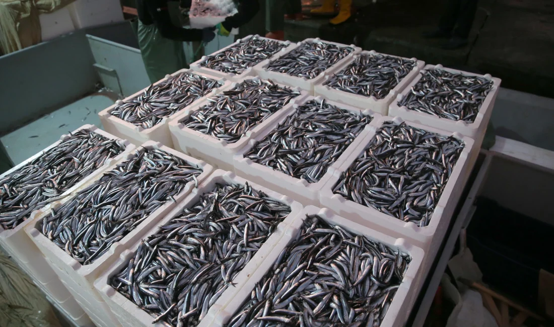 Hamsi sezonu yüz güldürüyor: Hem iri, hem bol! Fiyatlar düşerken