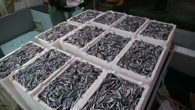 Hamsi sezonu yüz güldürüyor: Hem iri, hem bol! Fiyatlar düşerken