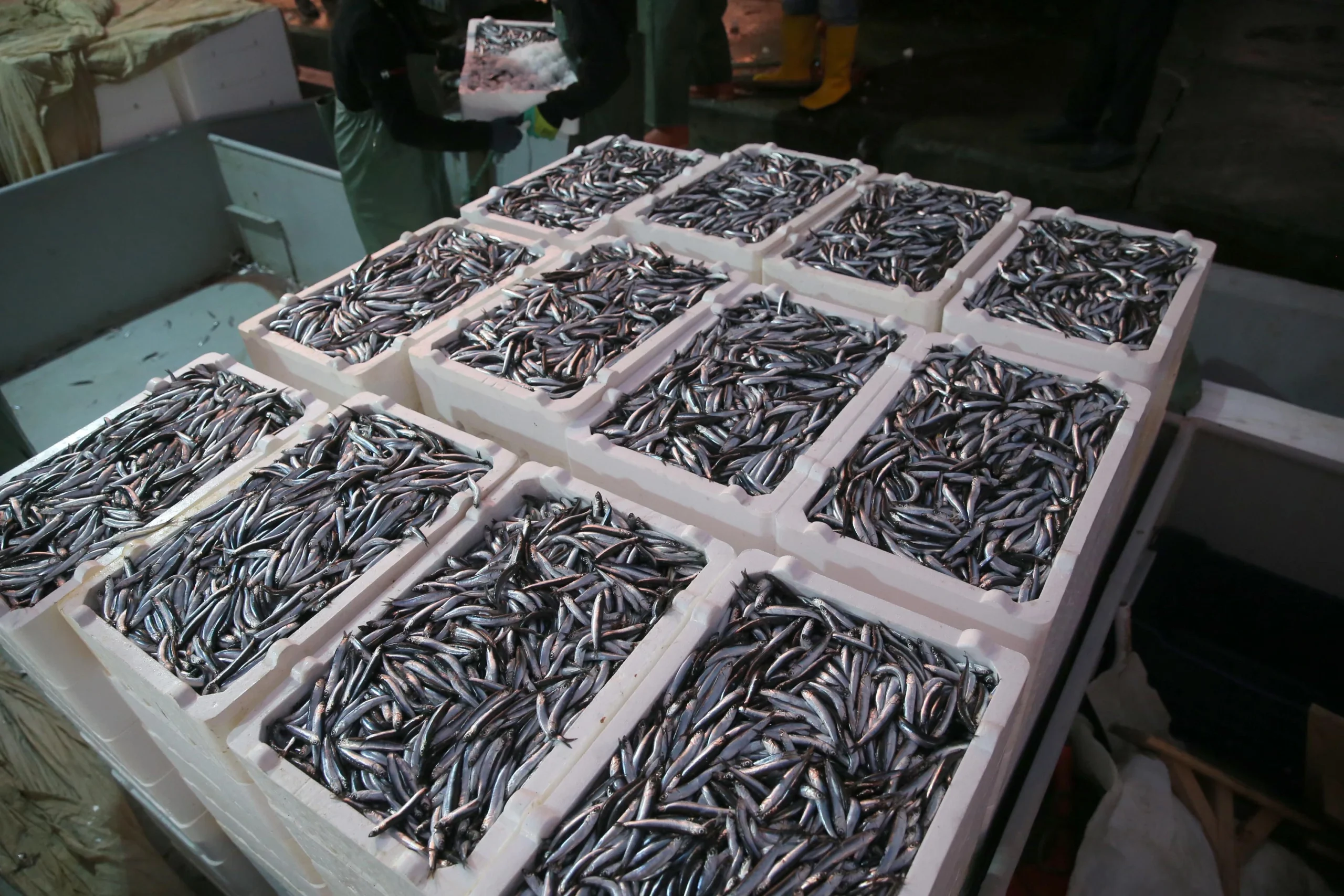 Hamsi sezonu yüz güldürüyor: Hem iri, hem bol! Fiyatlar düşerken