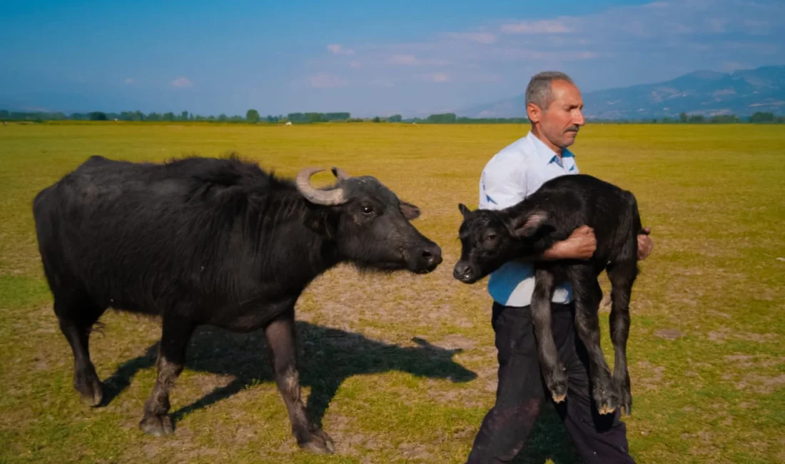 Huawei XMAGE 2025'te Mehmet Emin Coruş, Tokat'ta çektiği kareyle dünya