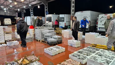 Kocaeli'deki balık mezatlarında bu sezonun en çok talep gören türü