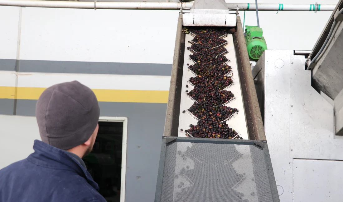 Ticaret Bakanlığı destekli “OlivetoLive” projesiyle zeytin ve zeytinyağı sektöründeki firmaların