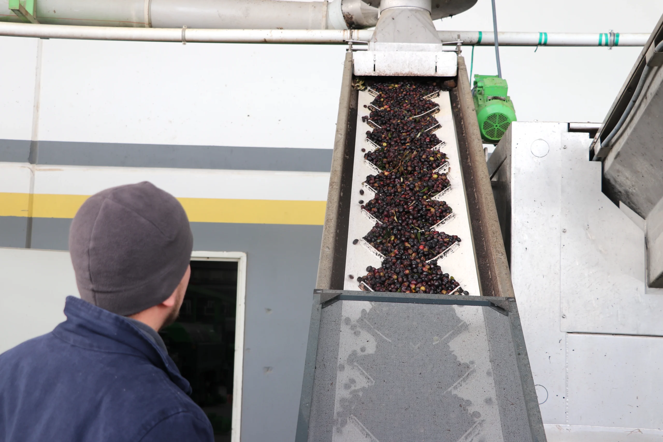 Ticaret Bakanlığı destekli “OlivetoLive” projesiyle zeytin ve zeytinyağı sektöründeki firmaların