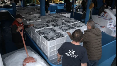 Türkiye’den ocak-kasım döneminde 20 ülkeye yapılan hamsi ihracatından 14 milyon