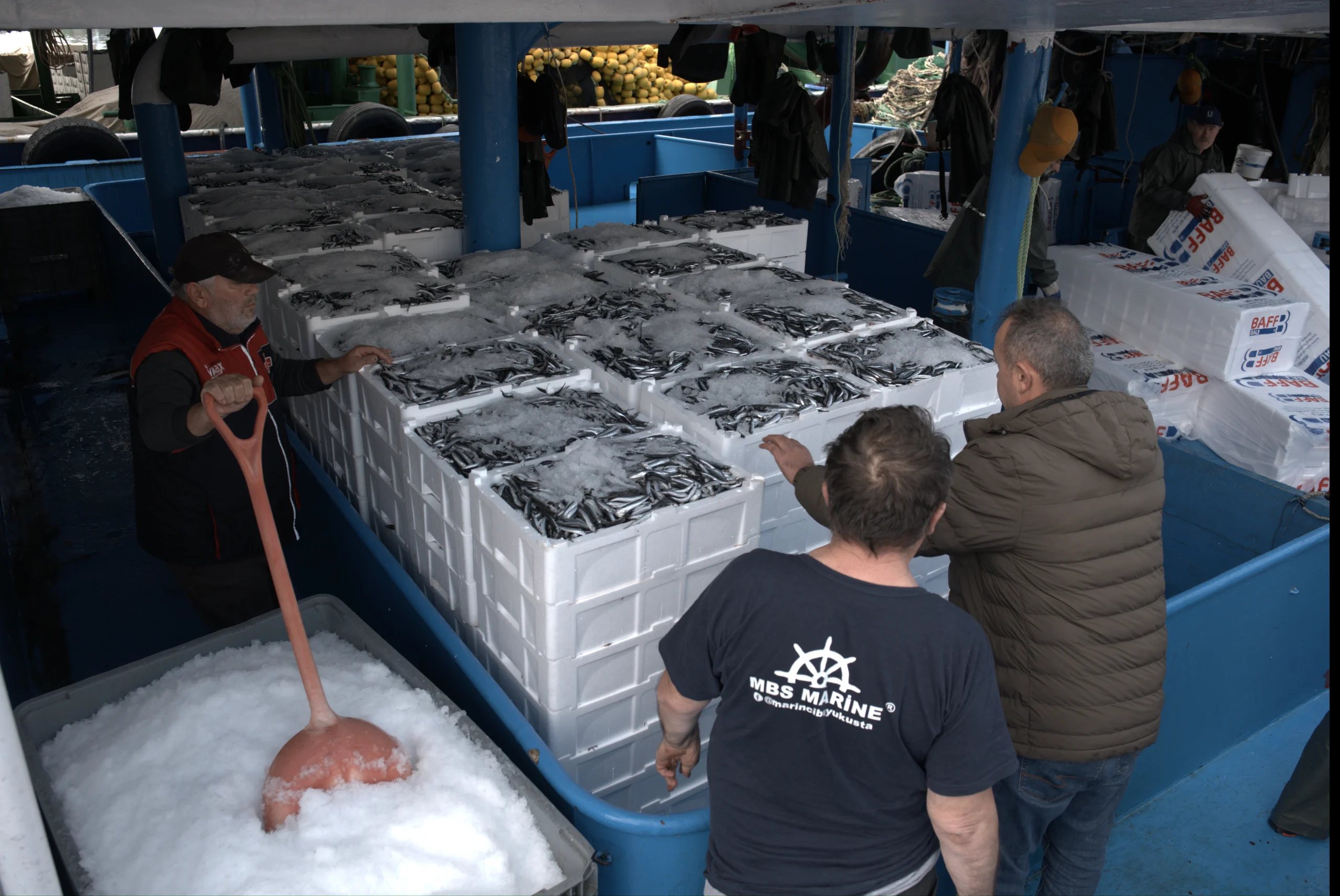 Türkiye’den ocak-kasım döneminde 20 ülkeye yapılan hamsi ihracatından 14 milyon