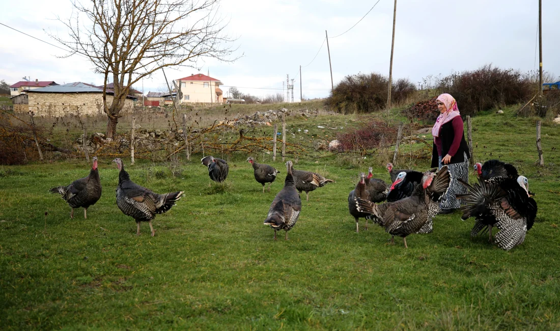 Eflani ve Kandıra hindileri yılbaşı sofralarına hazırlanıyor Doğal yemlerle beslenen ve lezzetiyle öne çıkan Eflani ile Kandıra