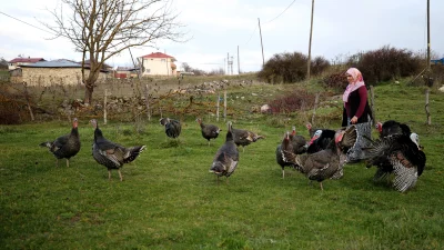 Doğal yemlerle beslenen ve lezzetiyle öne çıkan Eflani ile Kandıra