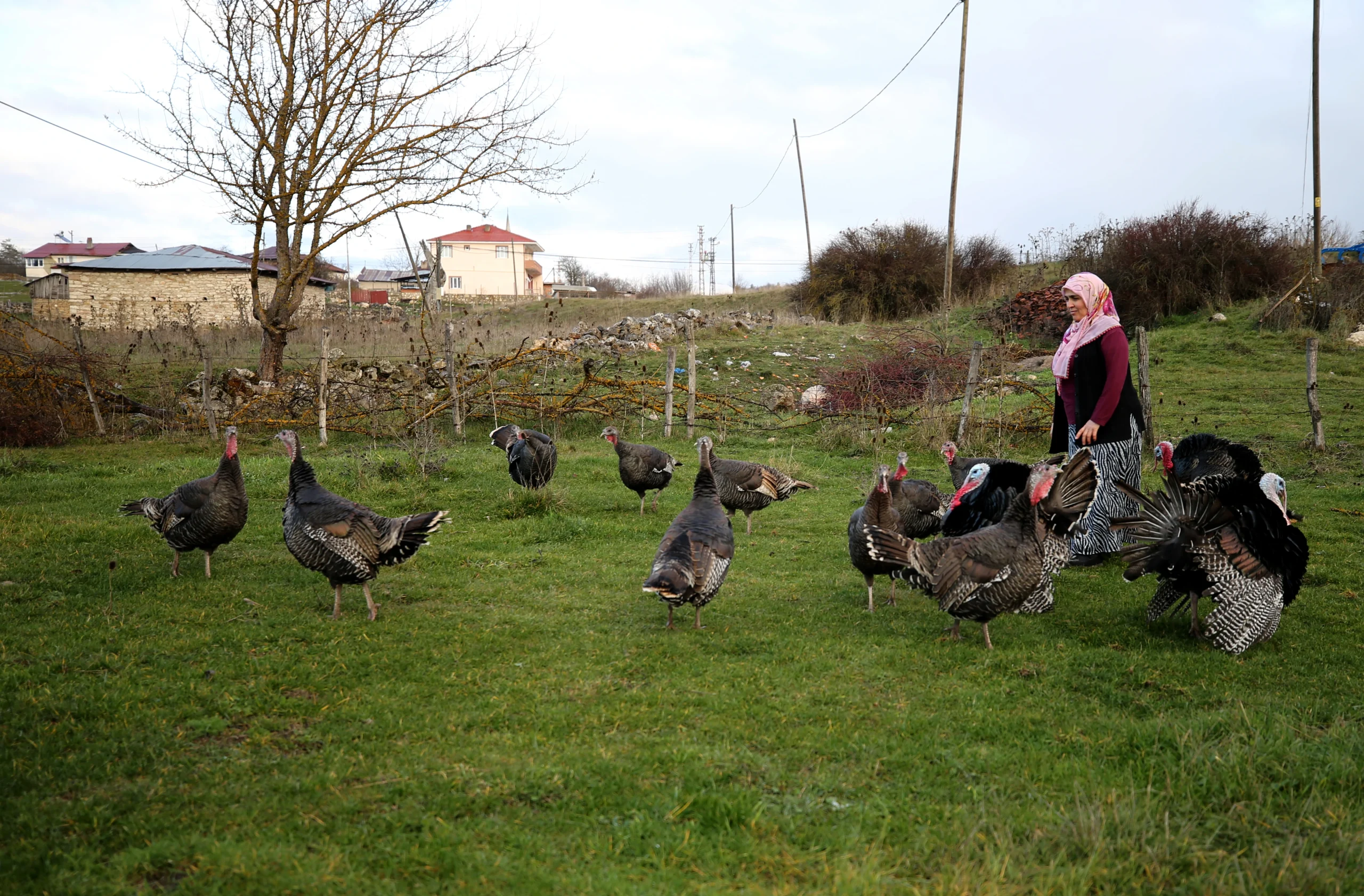 Doğal yemlerle beslenen ve lezzetiyle öne çıkan Eflani ile Kandıra