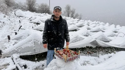 Samsun'un yüksek rakımlı bölgelerinde üreticiler, kar yağışına rağmen örtü altı