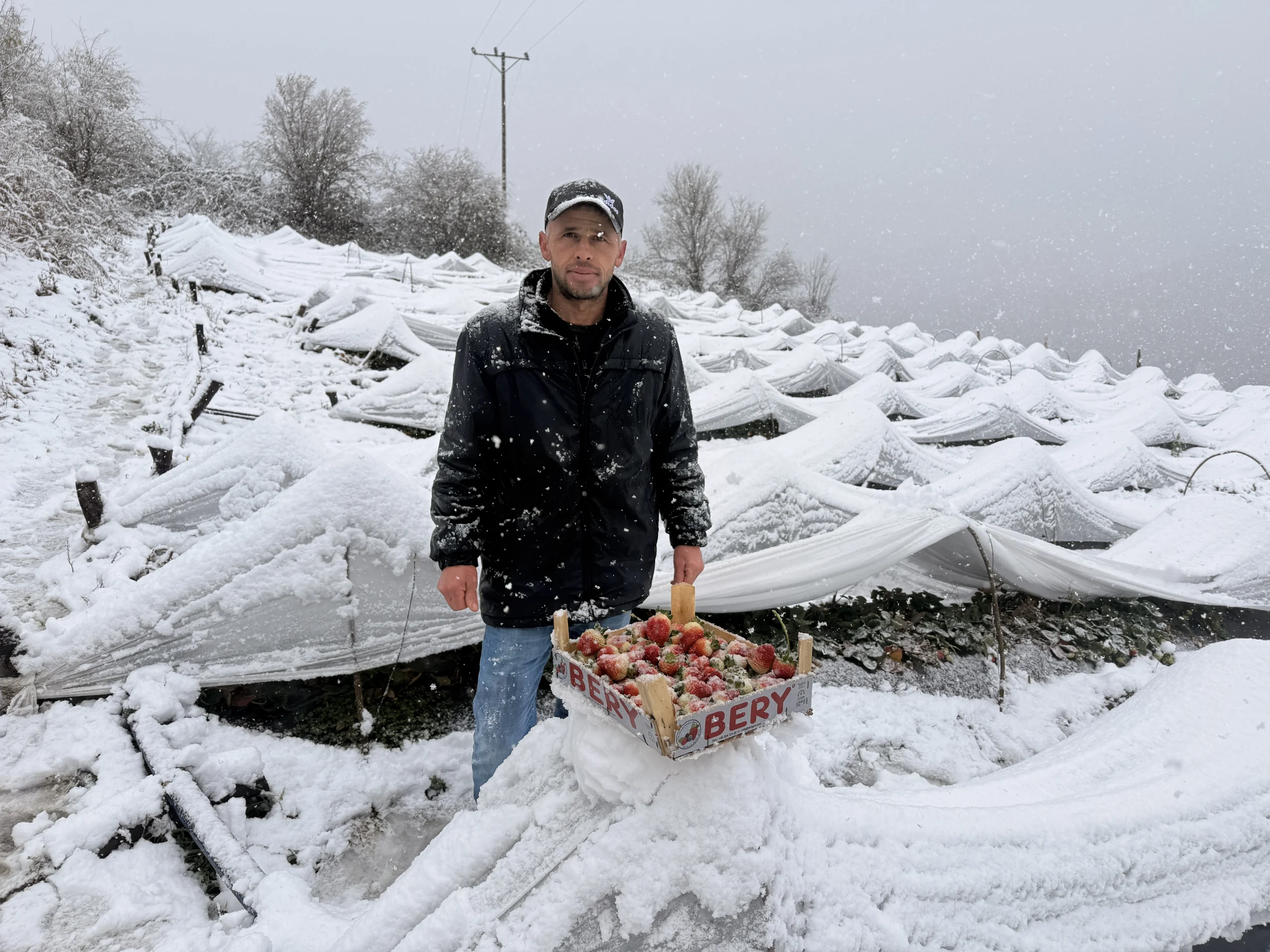 Samsun'un yüksek rakımlı bölgelerinde üreticiler, kar yağışına rağmen örtü altı