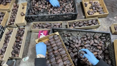 Filistin Yönetimi, Batı Şeria’daki hurmaların menşe bilgisinin değiştirilerek Avrupa pazarına